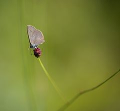 Dunkler Wiesenknopf-Ameisenbläuling