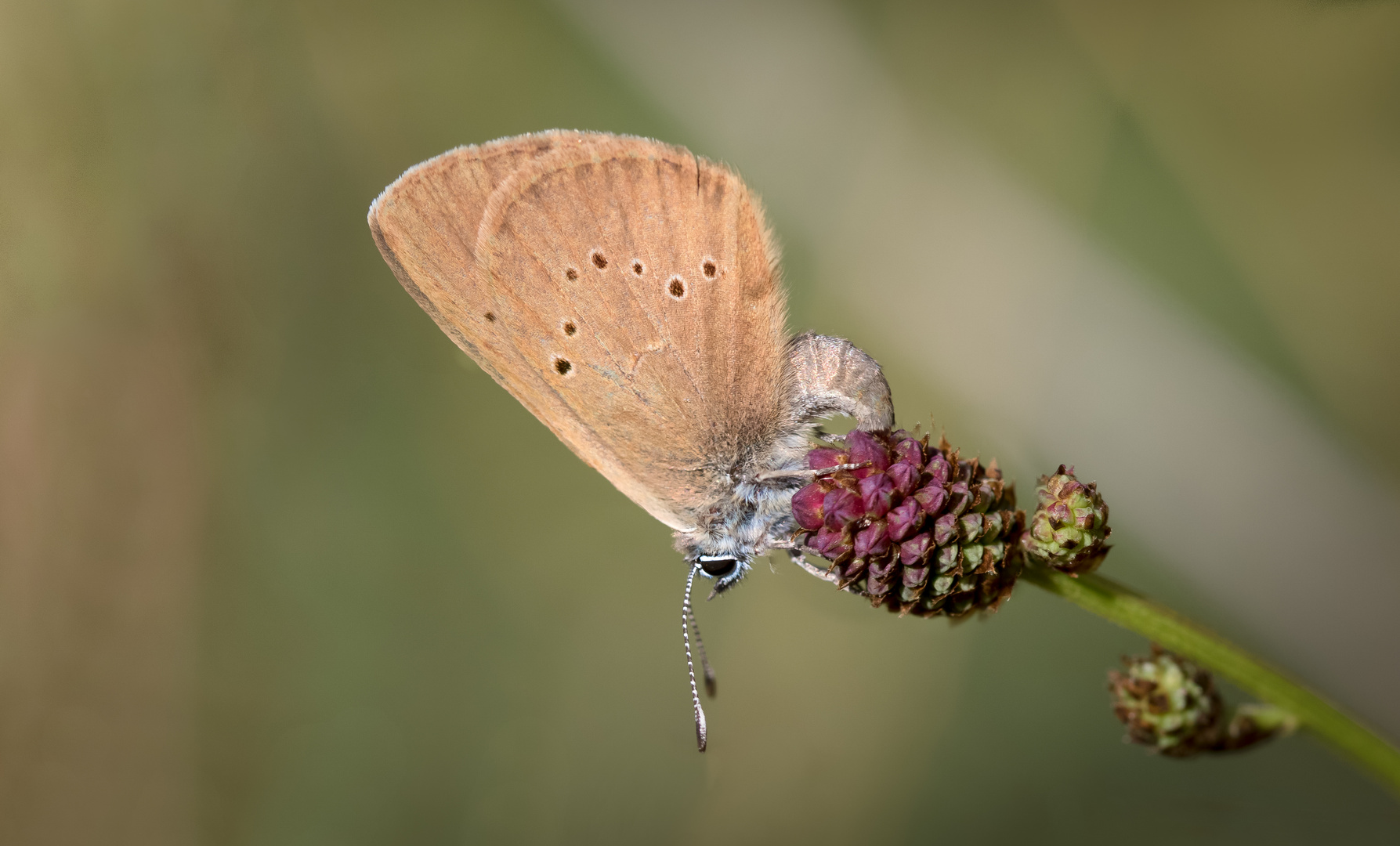 dunkler wiesenknopf-ameisenbläuling