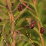 Dunkler Wiesenknopf-Ameisenbläuling: Der Unauffällige