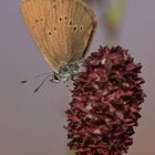 Dunkler Wiesenknopf-Ameisenbläuling: Die Eierlegerin 01