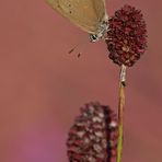 Dunkler Wiesenknopf-Ameisenbläuling: Doppelknopf