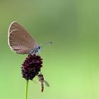 Dunkler Wiesenknopf-Ameisenbläuling