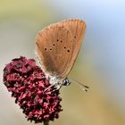 dunkler-wiesenknopf-ameisenbläuling