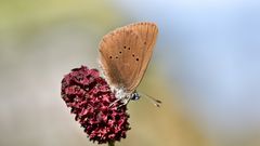 dunkler-wiesenknopf-ameisenbläuling