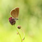 Dunkler Wiesenknopf-Ameisenbläuling