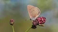 dunkler wiesenknopf-ameisenbläuling