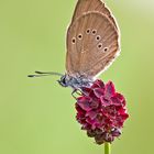 Dunkler-Wiesenknopf-Ameisenbläuling