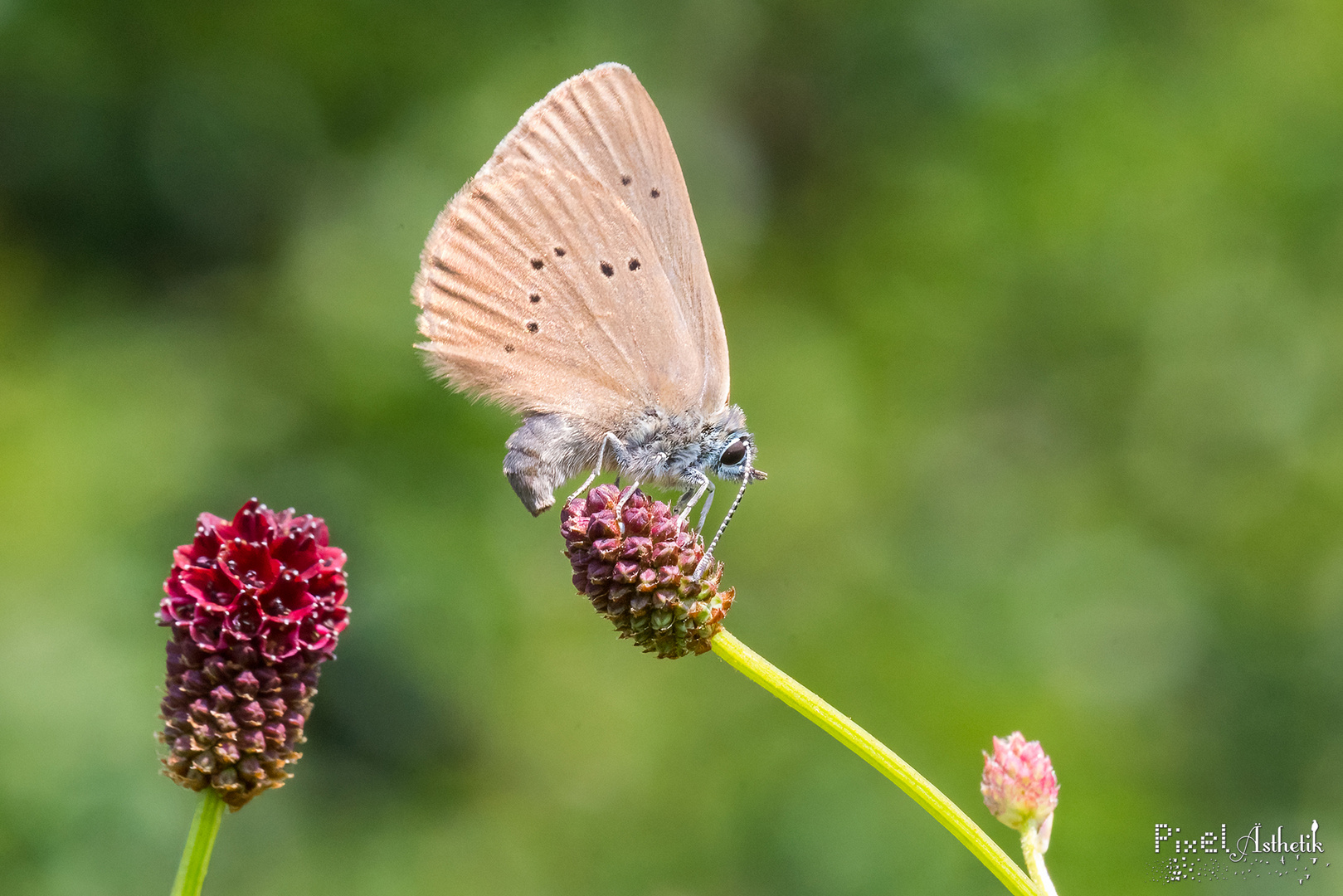 Dunkler Wiesenknopf-Ameisenbläuling - Eiablage