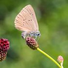 Dunkler Wiesenknopf-Ameisenbläuling - Eiablage