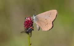 dunkler wiesenknopf-ameisenbläuling