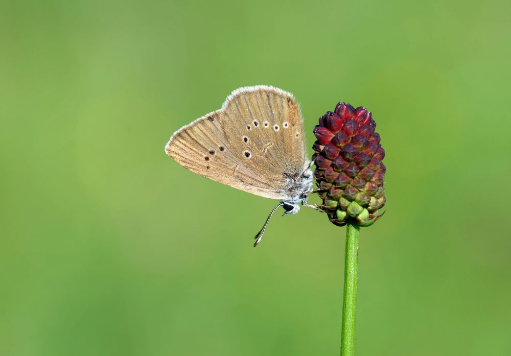  Dunkler Wiesenknopf- Ameisenbläuling