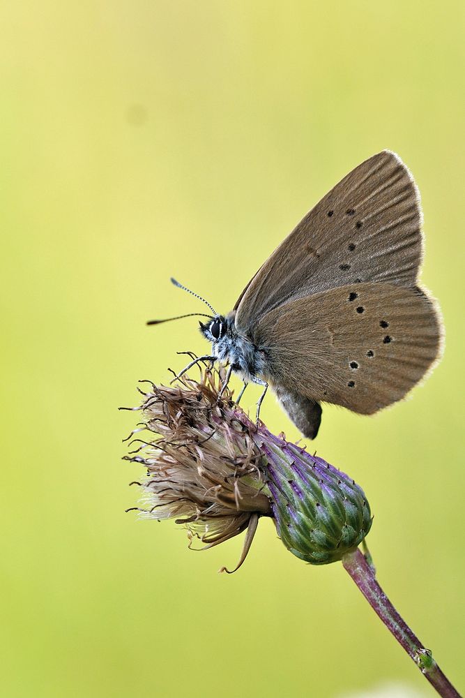 Dunkler Wiesenknopf-Ameisenbläuling (Maculinea nausithous)