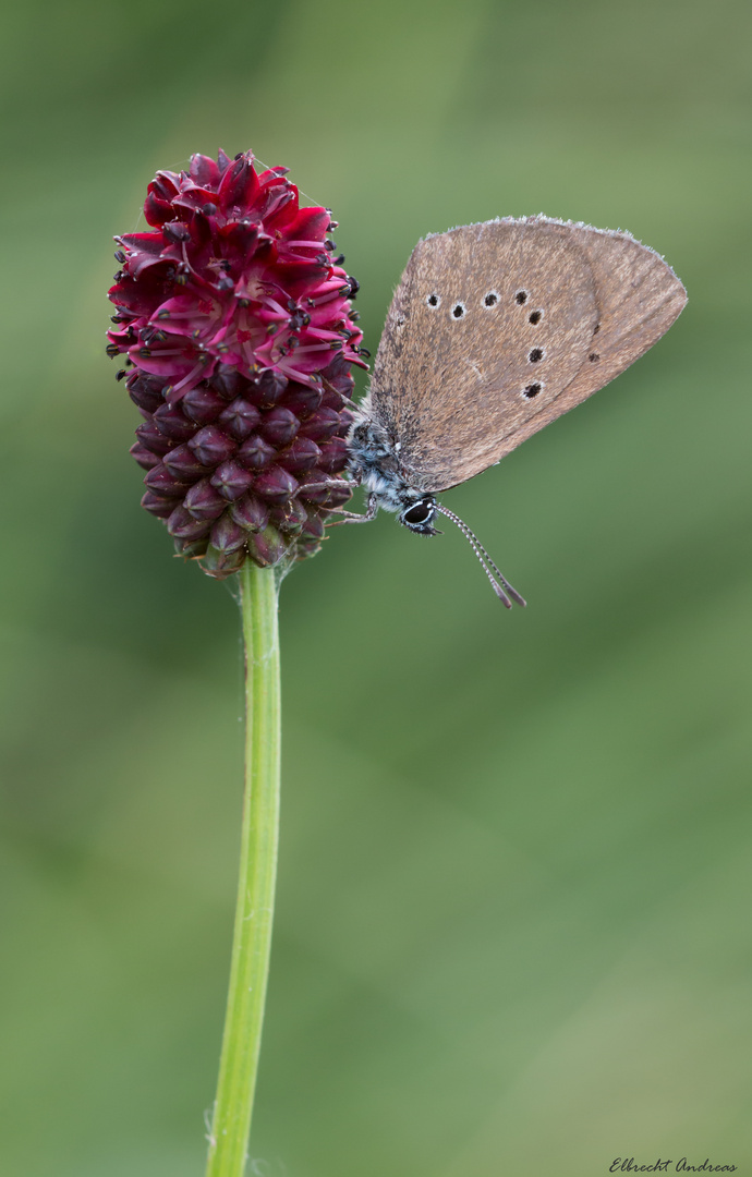 Dunkler Wiesenknopf-Ameisenbläuling (Maculinea nausithous)