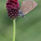 Dunkler Wiesenknopf-Ameisenbläuling (Maculinea nausithous)