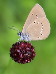 Dunkler Wiesenknopf-Ameisenbläuling (Maculinea nausithous)