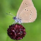 Dunkler Wiesenknopf-Ameisenbläuling (Maculinea nausithous)