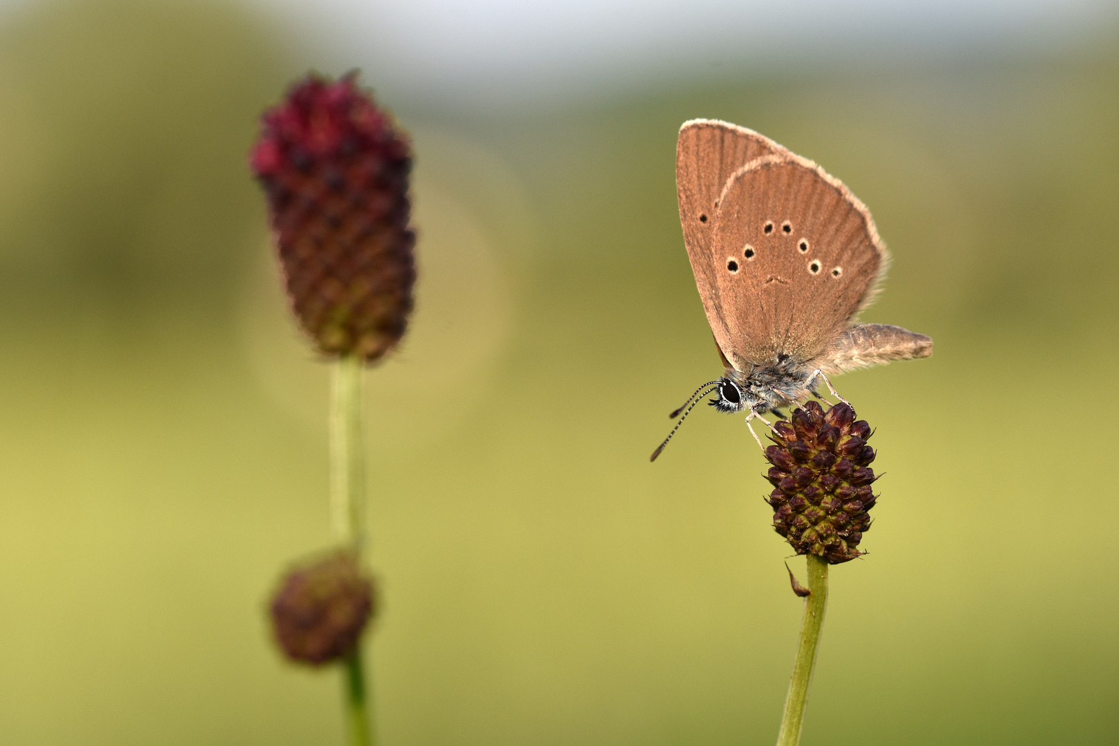 Dunkler Wiesenknopf-Ameisenbläuling (Maculinea nausithous)