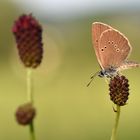 Dunkler Wiesenknopf-Ameisenbläuling (Maculinea nausithous)