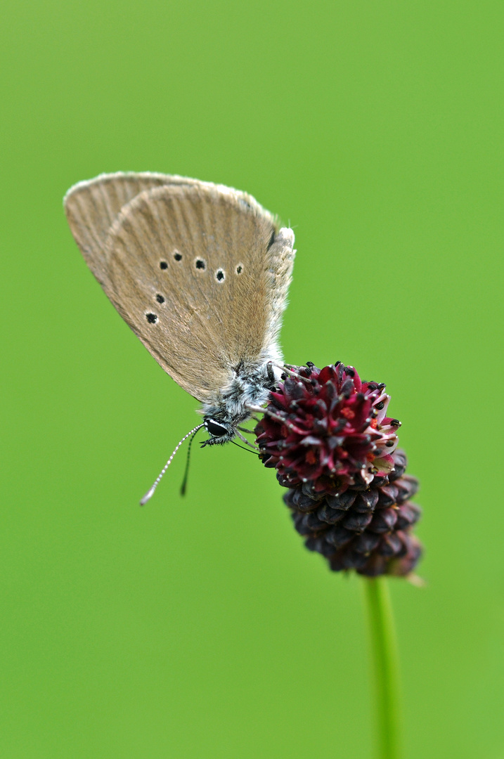 Dunkler Wiesenknopf-Ameisenbläuling (Maculinea nausithous)