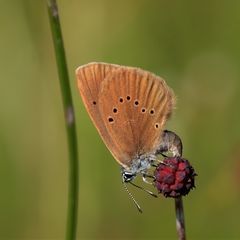 Dunkler Wiesenknopf-Ameisenbläuling (Maculinea nausithous)