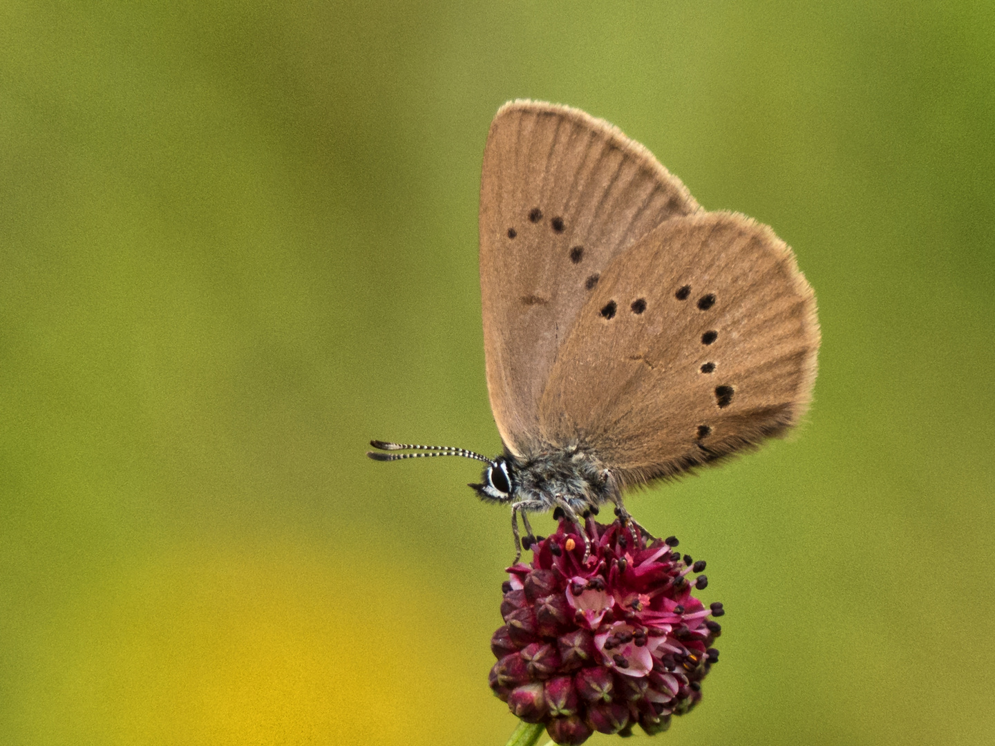 Dunkler Wiesenknopf-Ameisenbläuling (Maculinea nausithous)