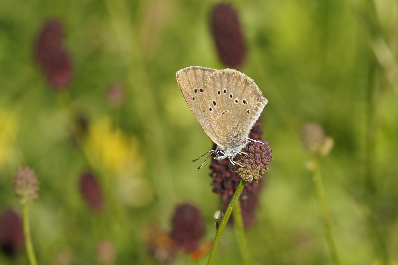 Dunkler Wiesenknopf-Ameisenbläuling (Maculinea nausithous)