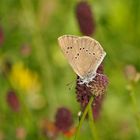 Dunkler Wiesenknopf-Ameisenbläuling (Maculinea nausithous)