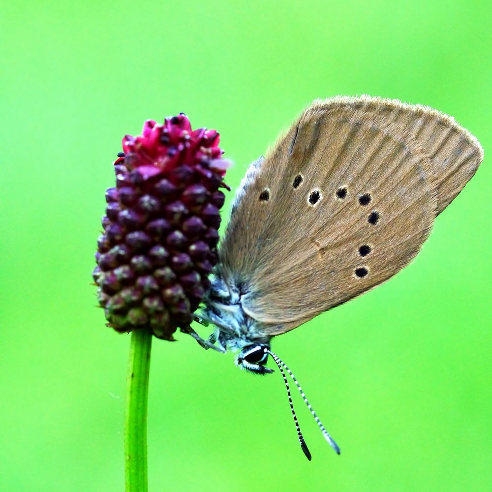 Dunkler Wiesenknopf-Ameisenbläuling (Maculinea nausithous)