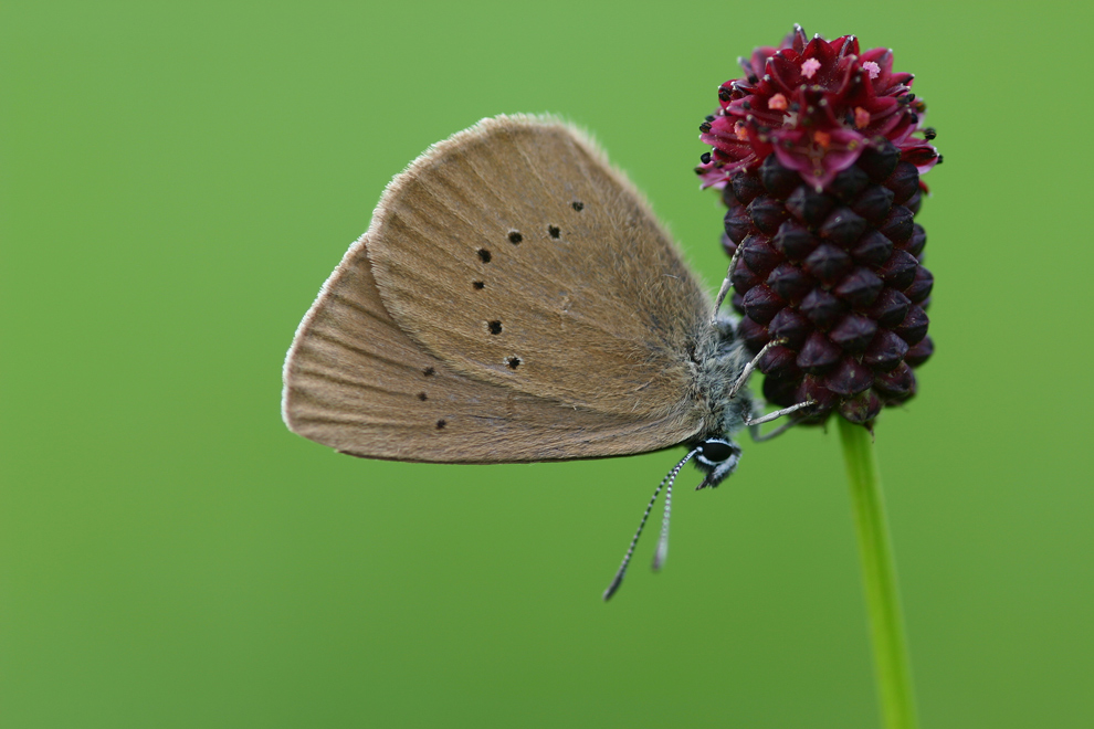 Dunkler Wiesenknopf Ameisenbläuling (Maculinea Nausithous)