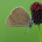 Dunkler Wiesenknopf Ameisenbläuling (Maculinea Nausithous)