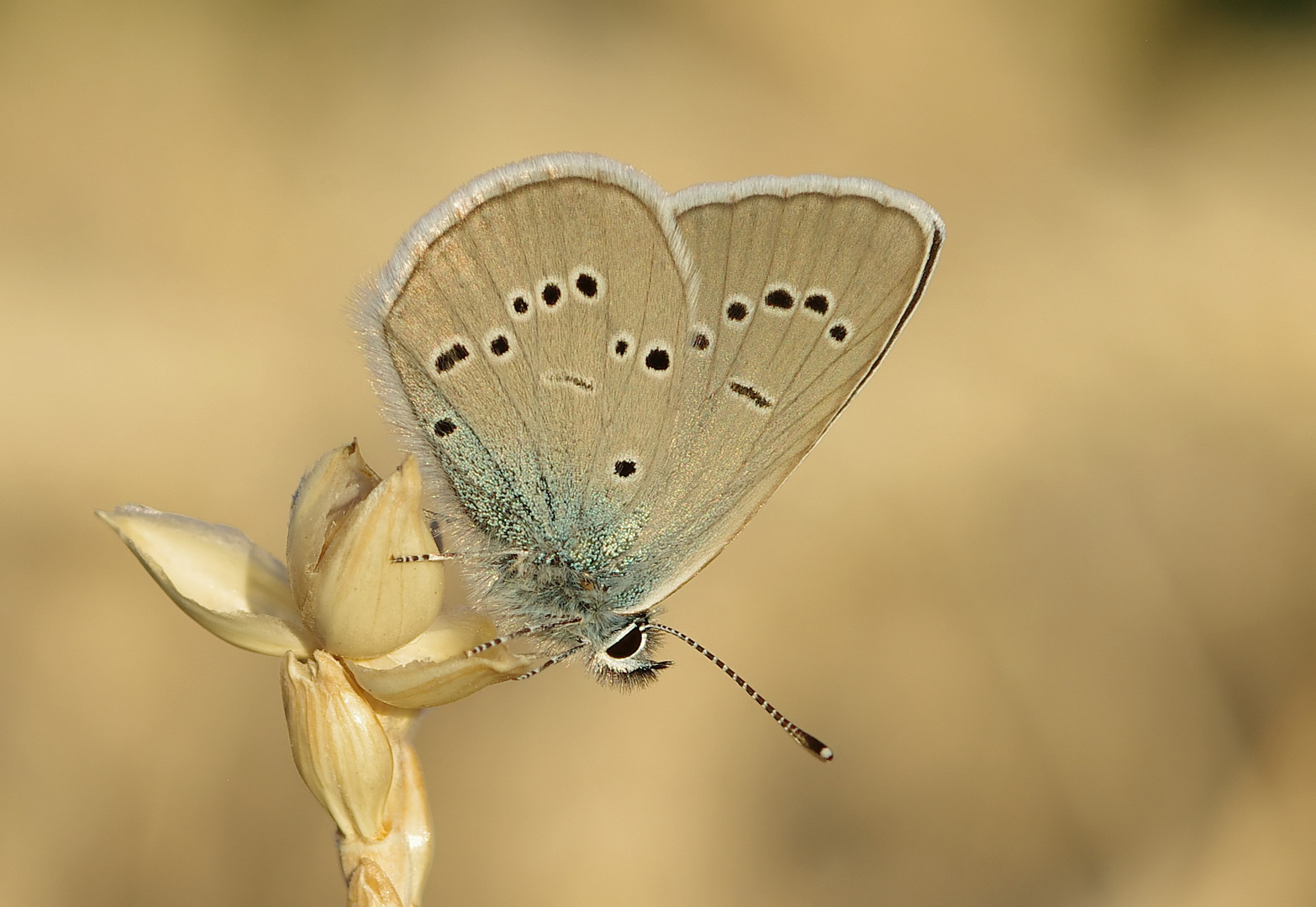 Dunkler Wiesenknopf-Ameisenbläuling oder Rotklee-Bläuling?