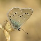 Dunkler Wiesenknopf-Ameisenbläuling oder Rotklee-Bläuling?