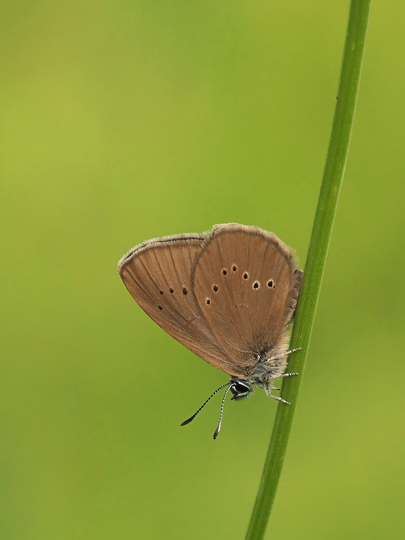 Dunkler Wiesenknopf-Ameisenbläuling (Phengaris nausithous)