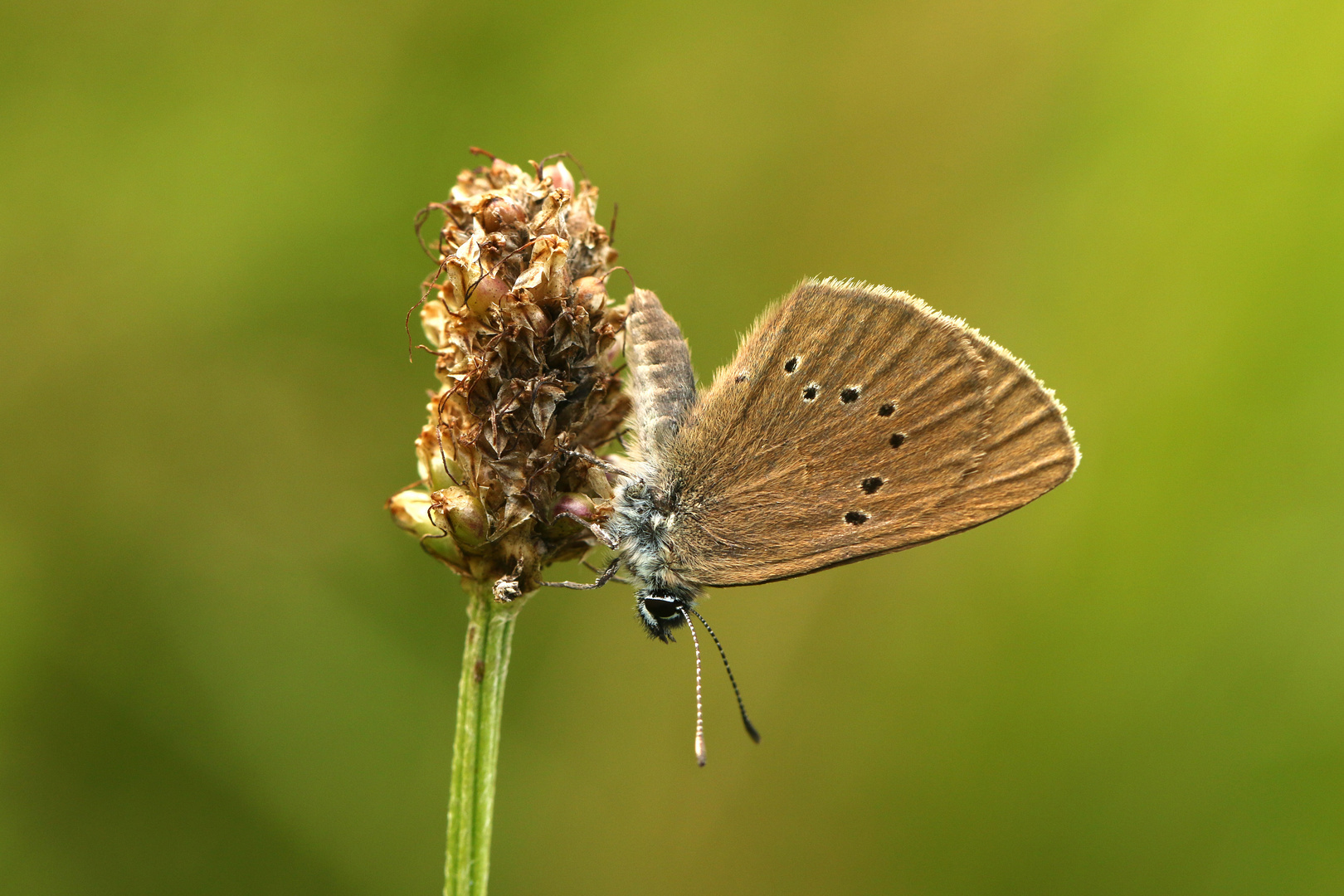 Dunkler Wiesenknopf-Ameisenbläuling - Phengaris nausithous