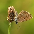 Dunkler Wiesenknopf-Ameisenbläuling - Phengaris nausithous