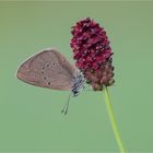 Dunkler Wiesenknopf-Ameisenbläuling (Phengaris nausithous)