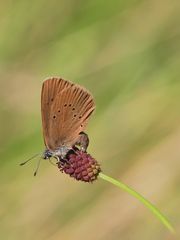 Dunkler Wiesenknopf-Ameisenbläuling (Phengaris nausithous)