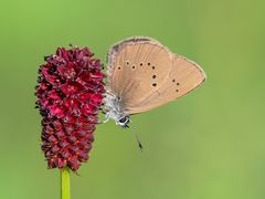 Dunkler Wiesenknopf-Ameisenbläuling  ( Phengaris nausithous )