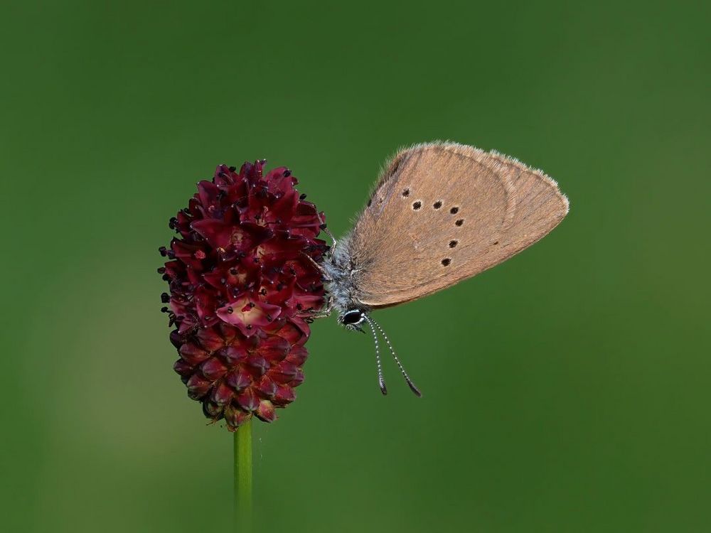 Dunkler Wiesenknopf-Ameisenbläuling (Phengaris nausithous)