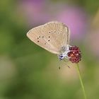 Dunkler Wiesenknopf-Ameisenbläuling (Phengaris nausithous)