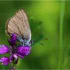  Dunkler Wiesenknopf-Ameisenbläuling (Phengaris nausithous).