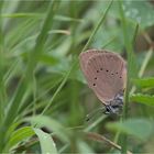 Dunkler Wiesenknopf-Ameisenbläuling (Phengaris nausithous)