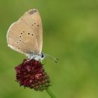 Dunkler Wiesenknopf - Ameisenbläuling (Phengaris nausithous)   am Wiesenknopf 