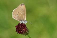 Dunkler Wiesenknopf - Ameisenbläuling (Phengaris nausithous)   am Wiesenknopf 