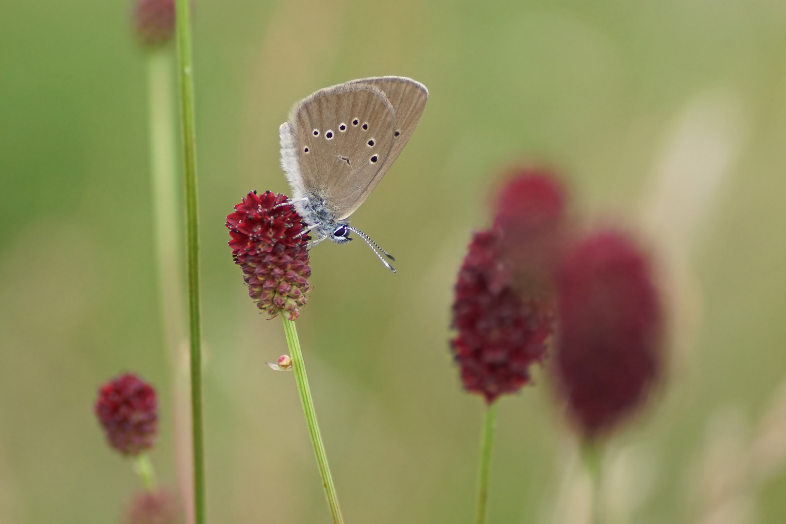 Dunkler Wiesenknopf-Ameisenbläuling (Phengaris nausithous)