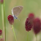 Dunkler Wiesenknopf-Ameisenbläuling (Phengaris nausithous)