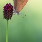 Dunkler Wiesenknopf-Ameisenbläuling (Phengaris nausithous)