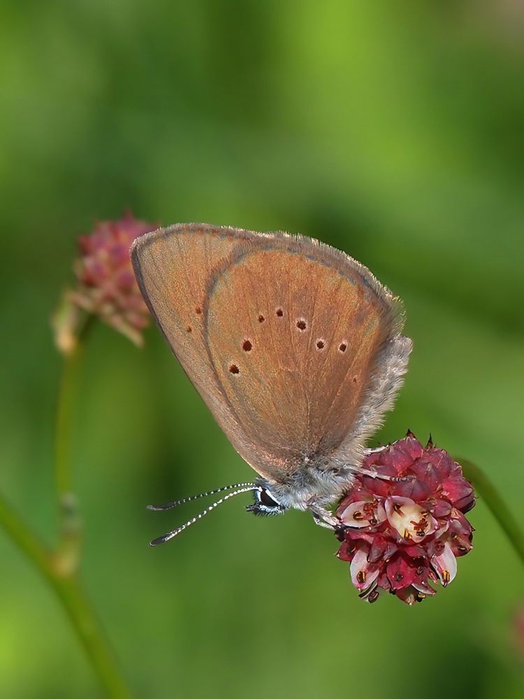 Dunkler Wiesenknopf-Ameisenbläuling (Phengaris nausithous) 