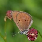 Dunkler Wiesenknopf-Ameisenbläuling (Phengaris nausithous) 