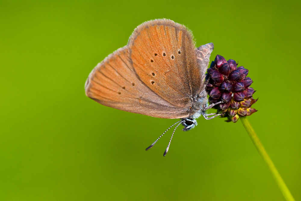 Dunkler Wiesenknopf Ameisenbläuling (Phengaris nausithous)